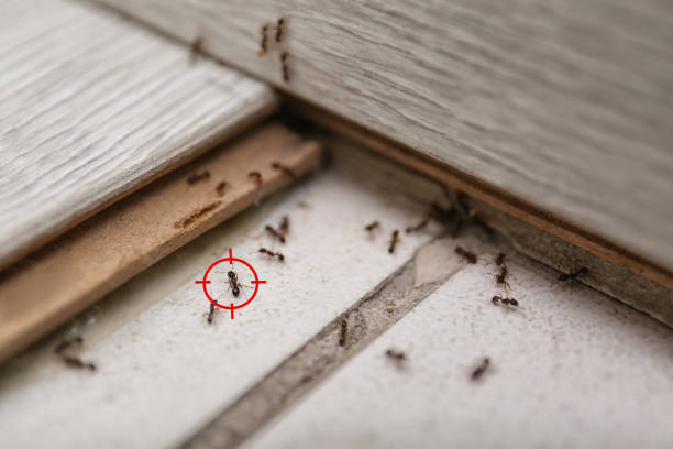 Best Residential Pest Control  in Fair Oaks, VA